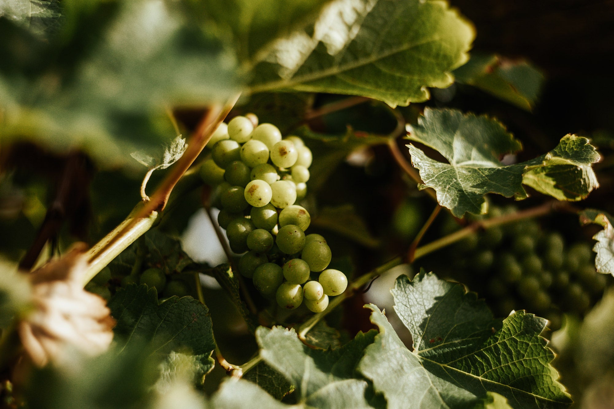 Wine grapes