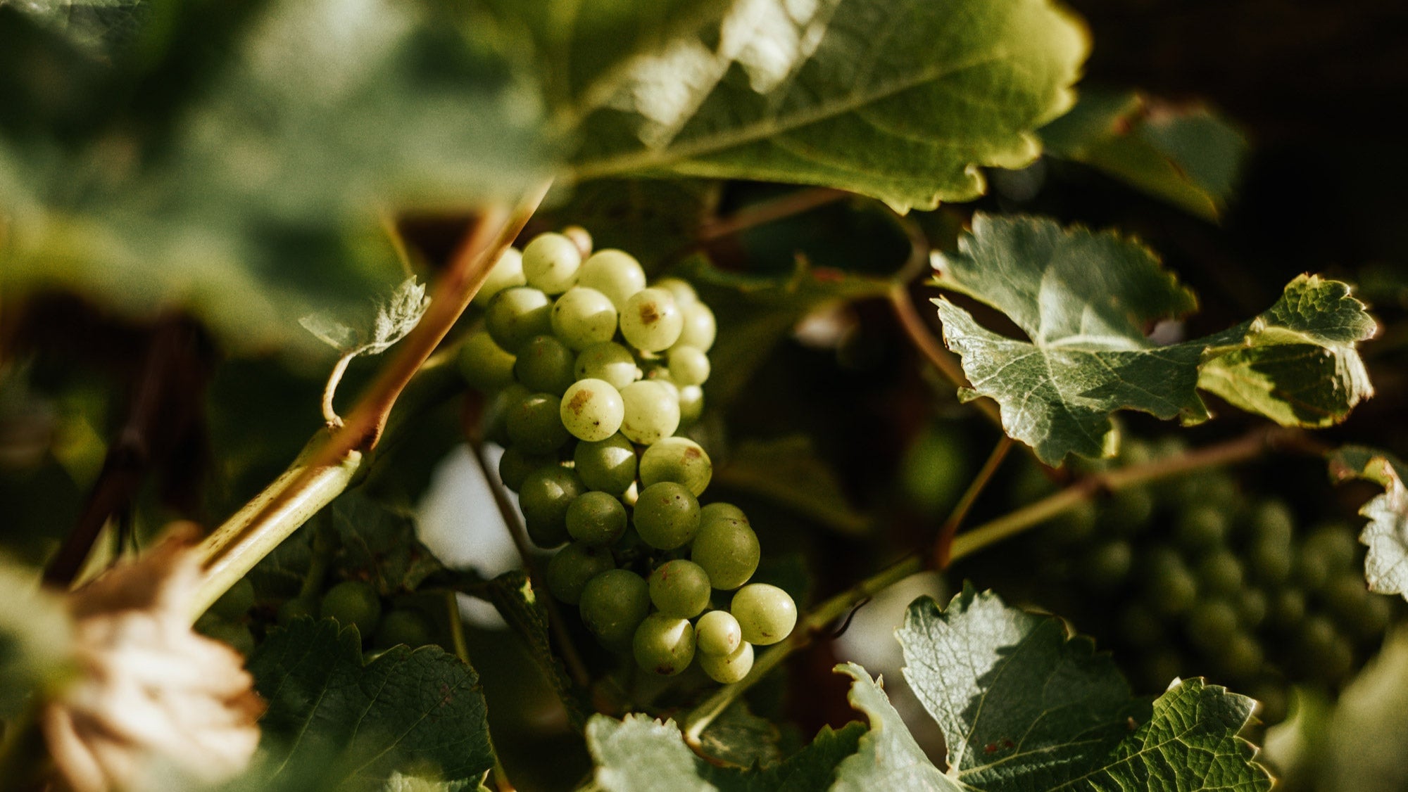 Wine grapes