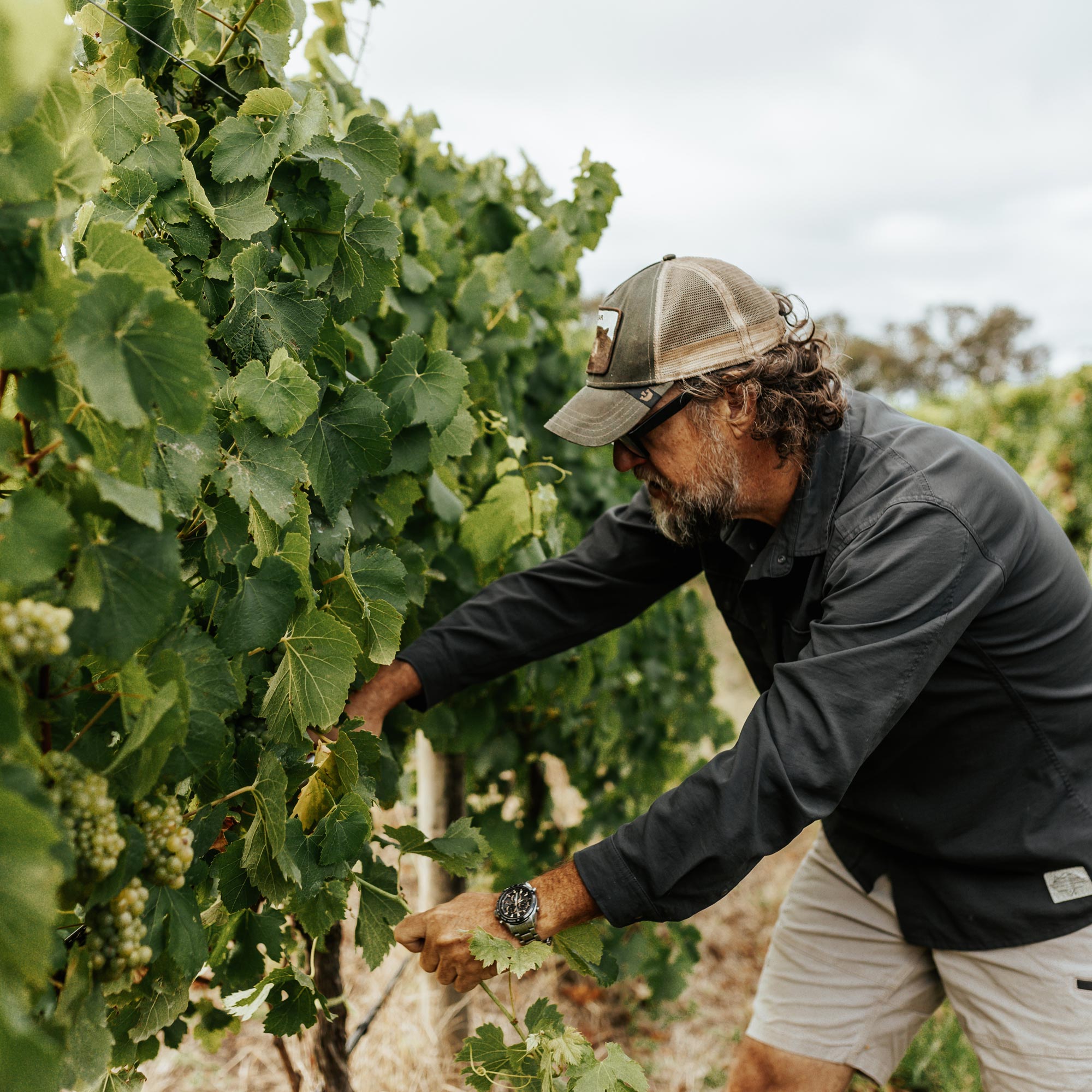 Man picking wine grapes