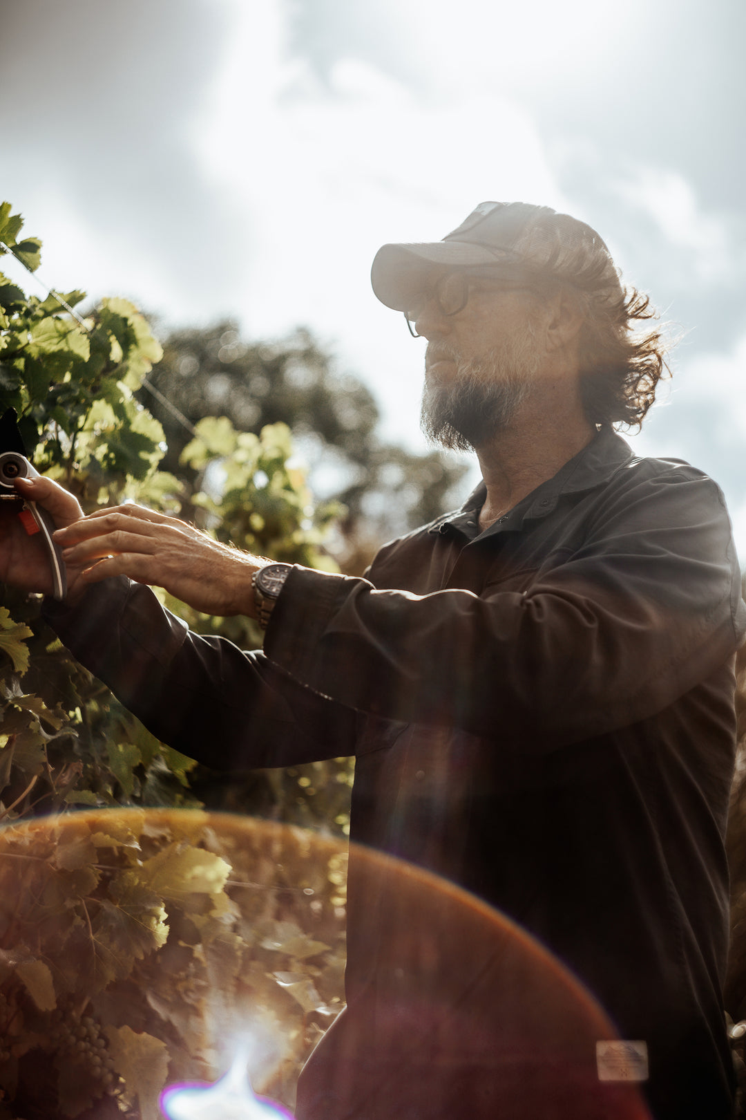 Man picking wine grapes