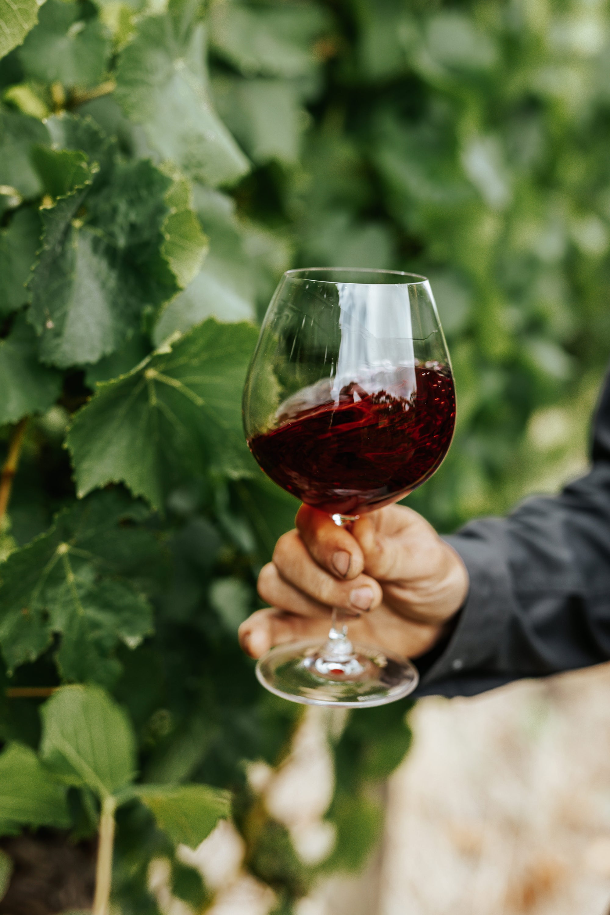 Glass of red wine being held in front of grapevine
