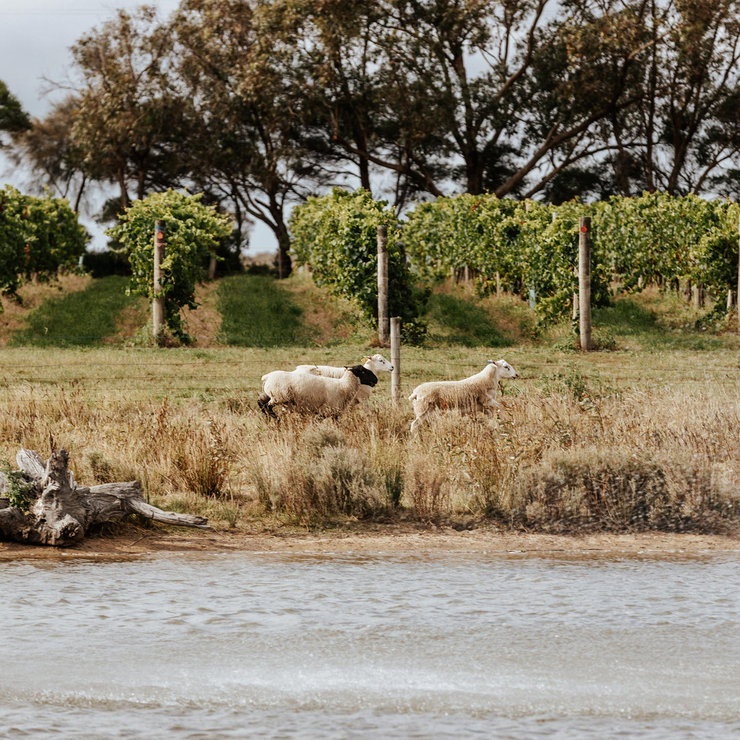 sheep near dam with vineyard behind them