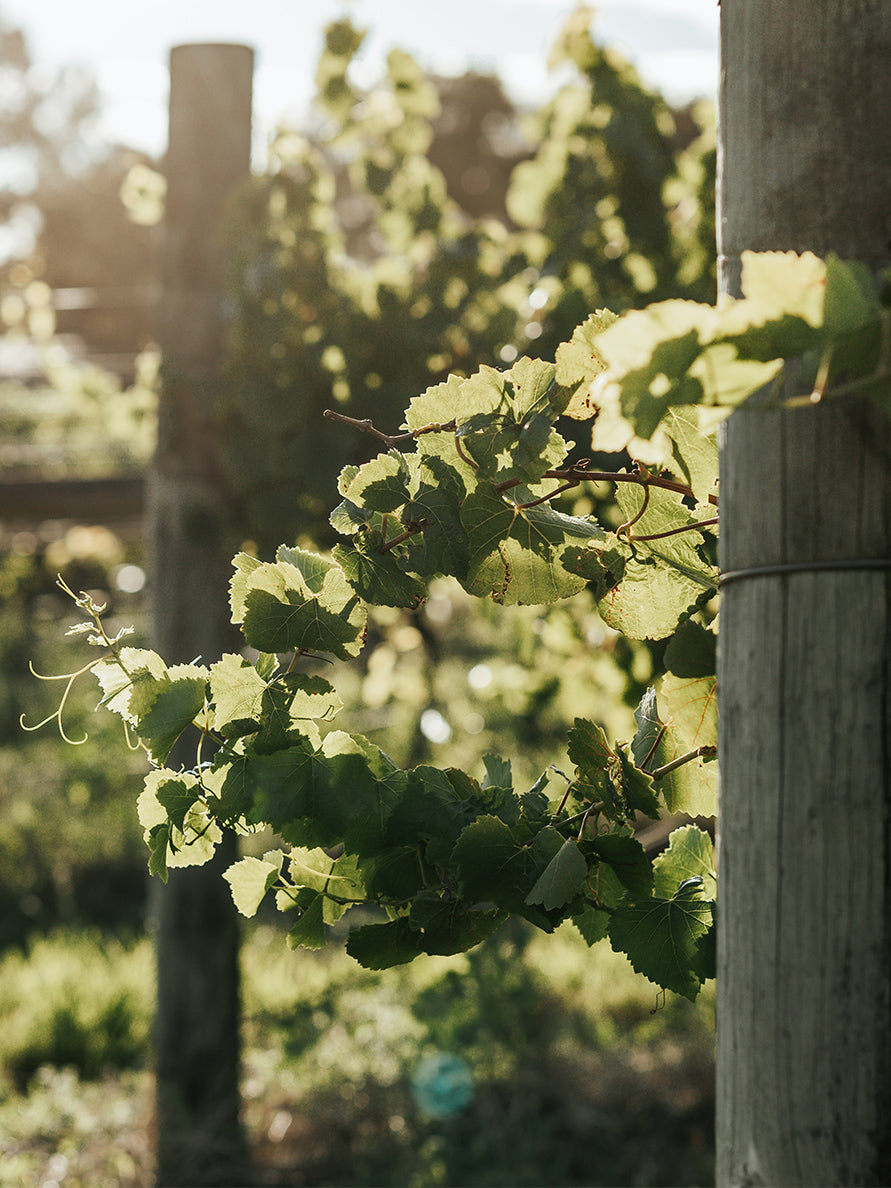 Vines in a vineyard