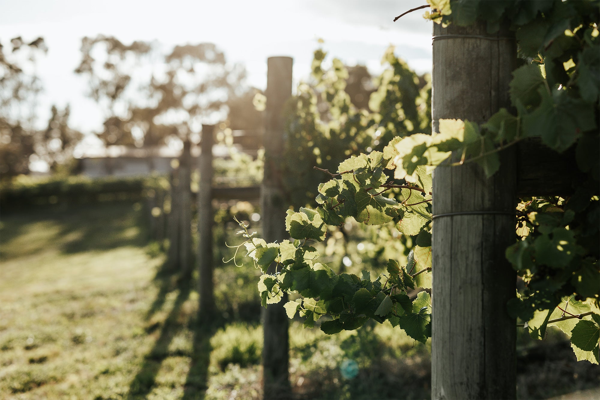 Vines in a vineyard