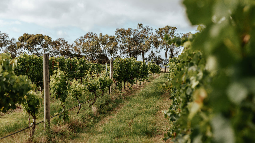 Row of vines