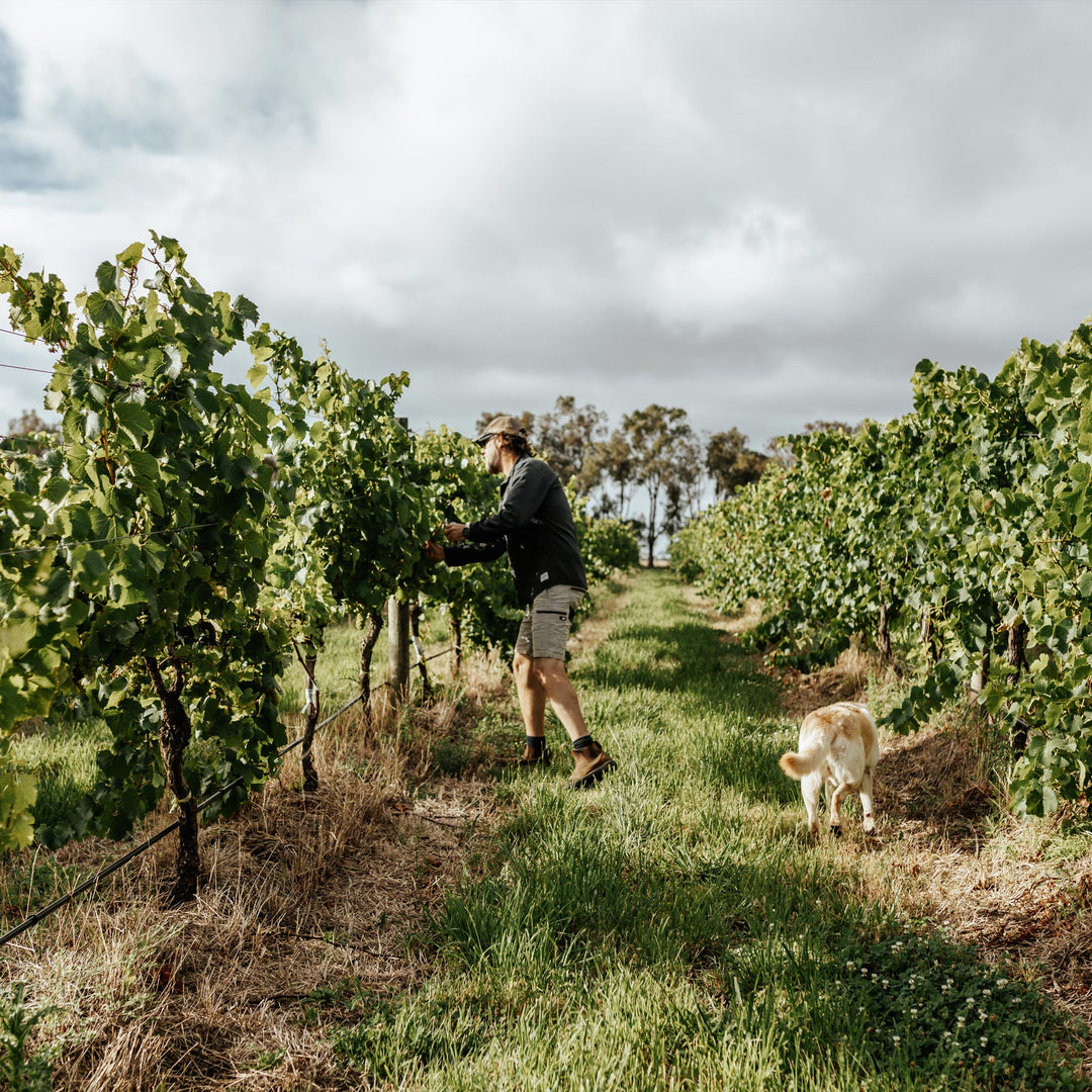 Farmer in vineyard with dog