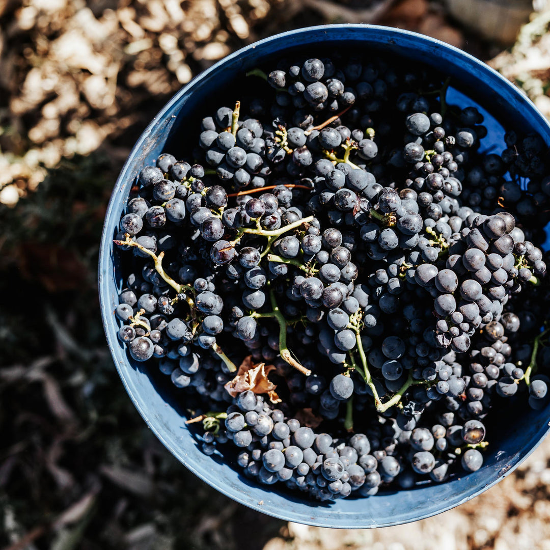 Wine grapes