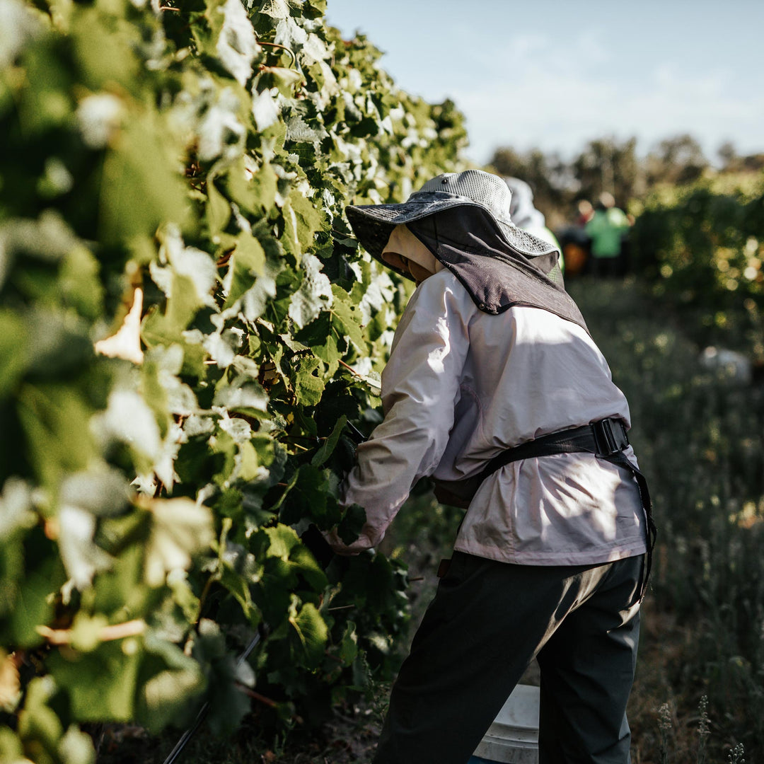 Picker in a vineyard