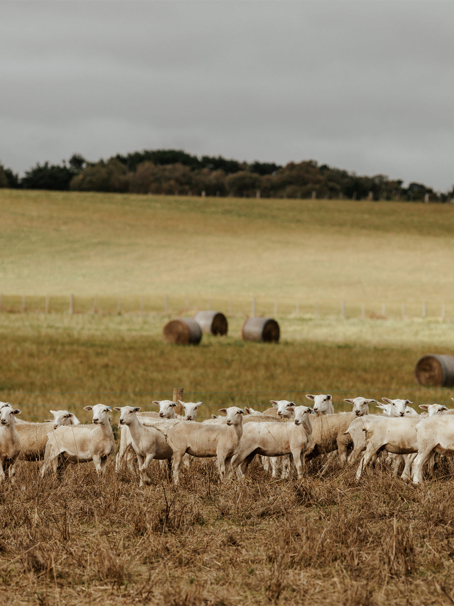 sheep in a field