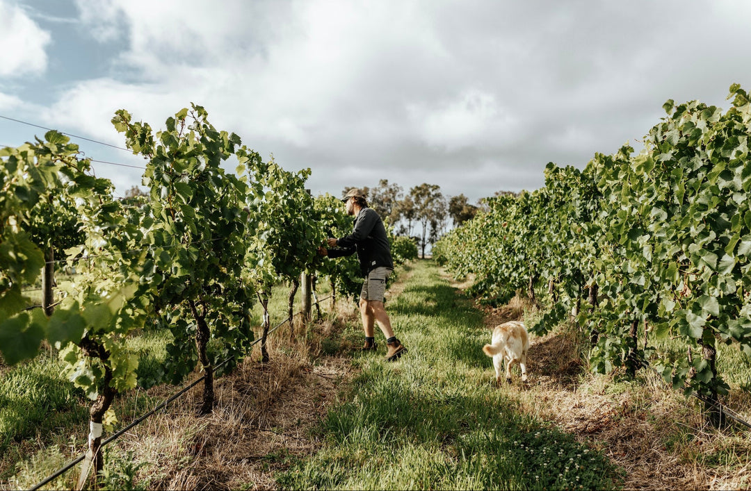 Spring Trade Tasting at Circulus Wine